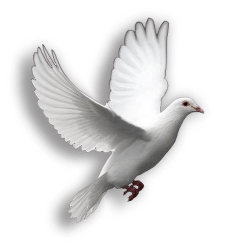  Dove Flying